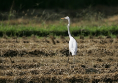 何を見てるの？