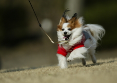 我が家の愛犬