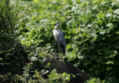 素敵な髪型・・・