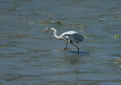 獲物を狙って・・・②