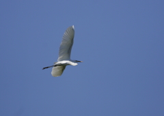 大空を舞う・・・⑥