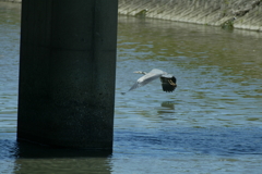 橋の下で・・・