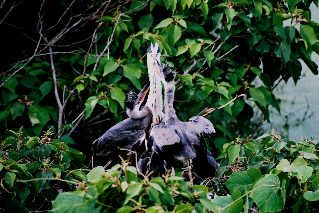 早くちょ～だい！