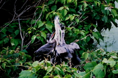 早くちょ～だい！