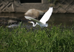 7.飛び立ちシーン⑥