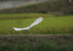 8.やっぱり行っちゃうんだ・・・