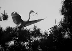 巣材運び・・・