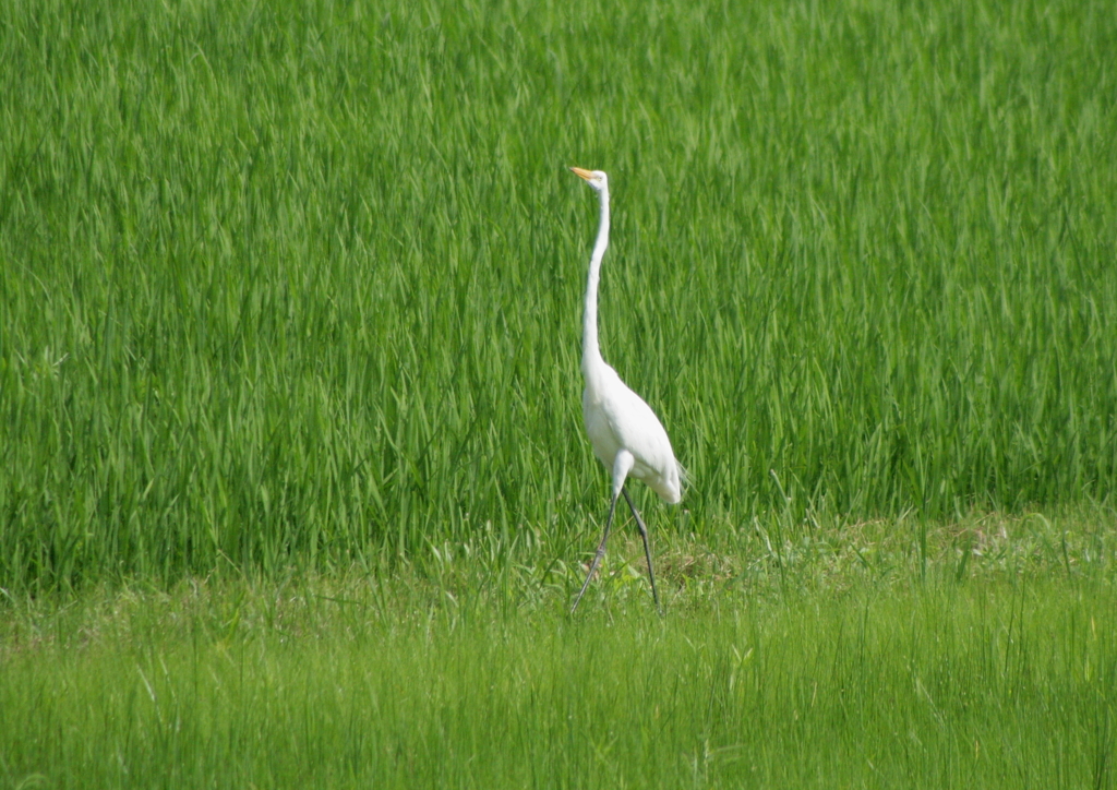 モデルウォーク・・・