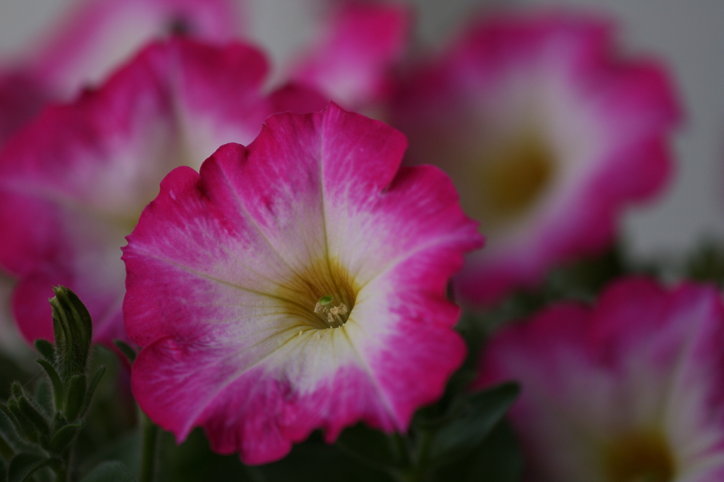お花・・・