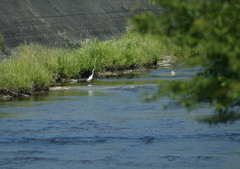 遠くにダイサギ・・・