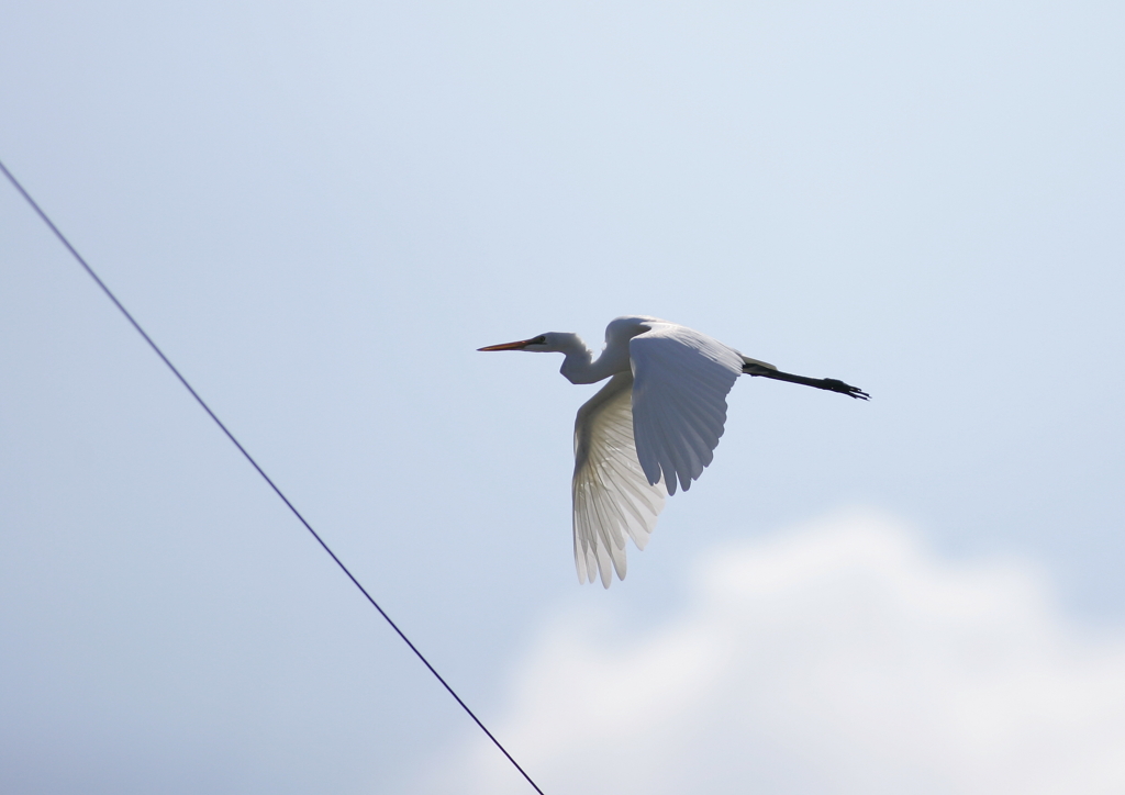 電線あるよ(^-^;