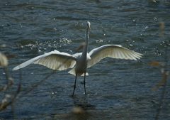 翼を広げて・・・