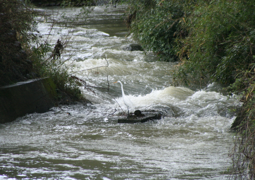 濁流の中で。