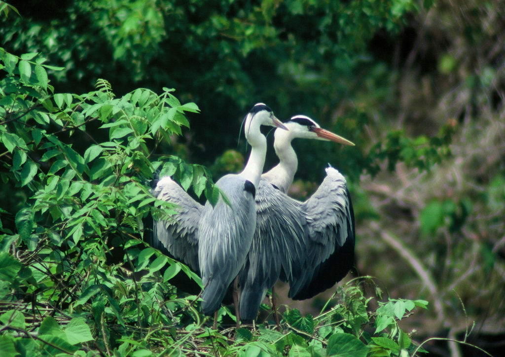 寄り添う。。。