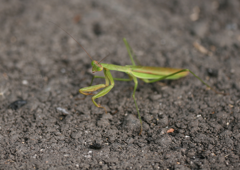 カマキリ