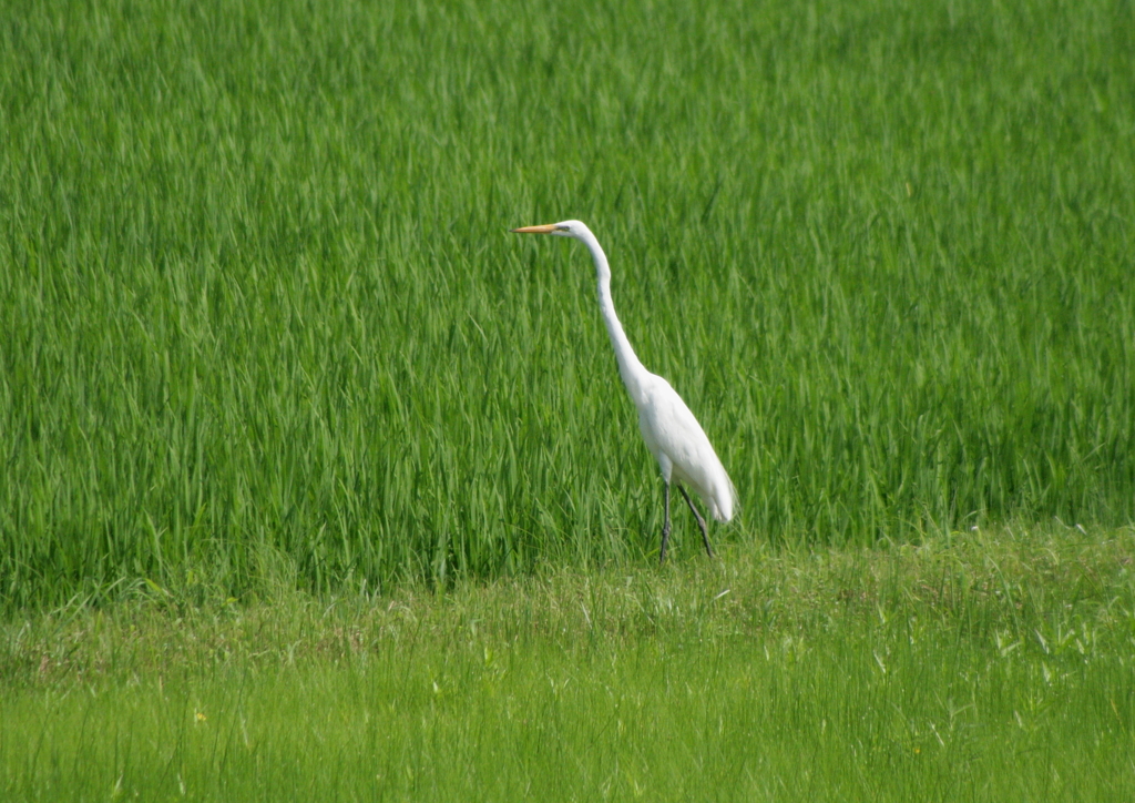 水田散策・・・