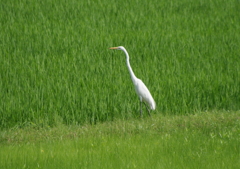 水田散策・・・