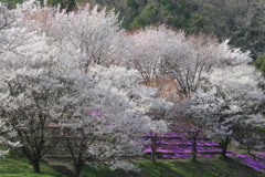 桜！