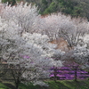 桜！
