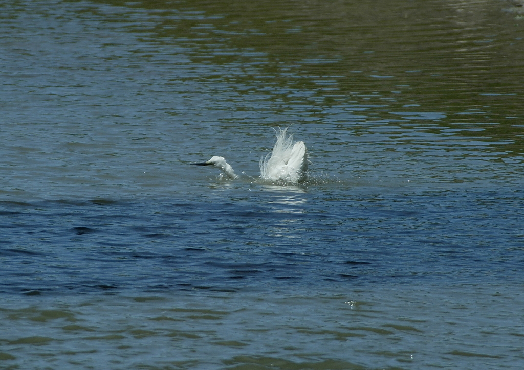 水浴び④