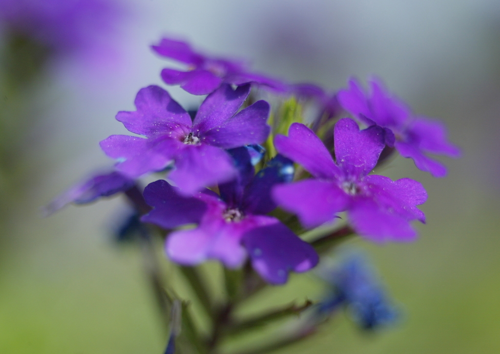 紫のお花・・・②