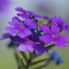 紫のお花・・・②