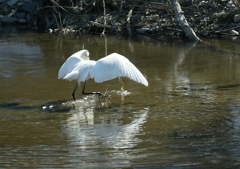 シュッ！・・・
