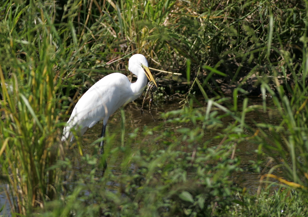 4.微かな望み・・・