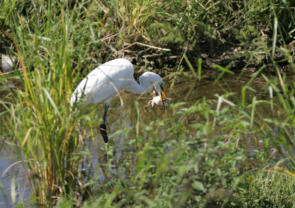 2.逃げられない・・・