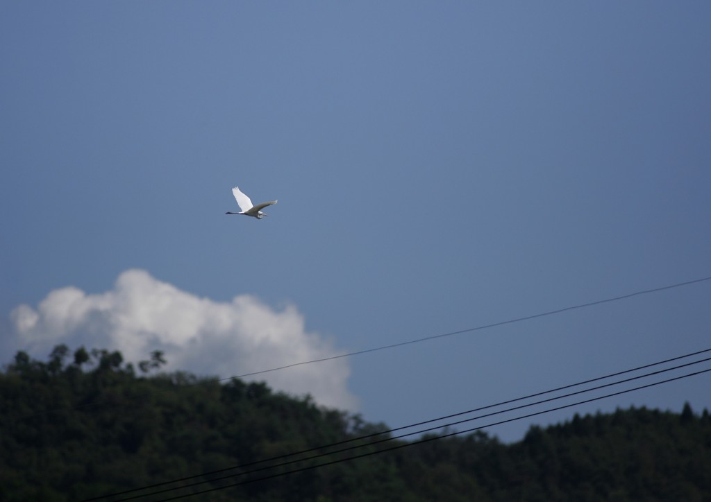 大空を舞う・・・⑨