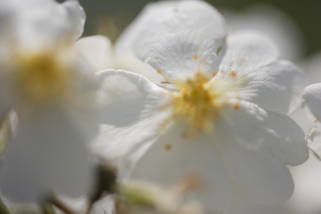 花びら・・・