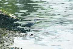 輝きの中で・・・