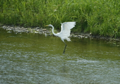 ダイサギ選手、跳びました！・・・