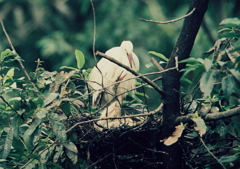 ねぇねぇお母さ～ん・・・。