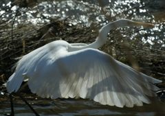 水辺の草陰で。
