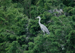 スタイリッシュ！