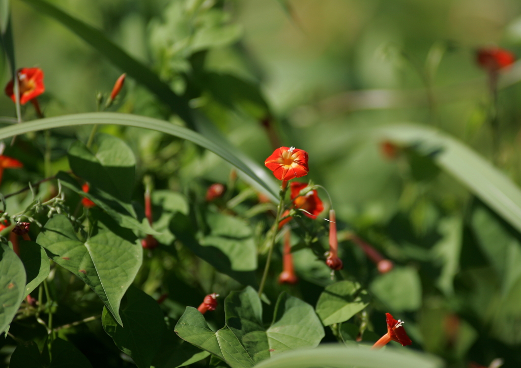 可憐な花・・・②