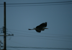 シルエットで・・・