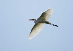 大空を鳴きながら・・・②