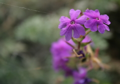 お花(^-^)⑤