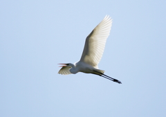 大空を鳴きながら・・・