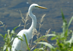 ダイサギアップ・・・