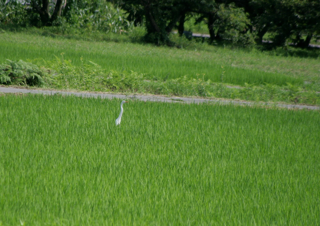 水田散策・・・③