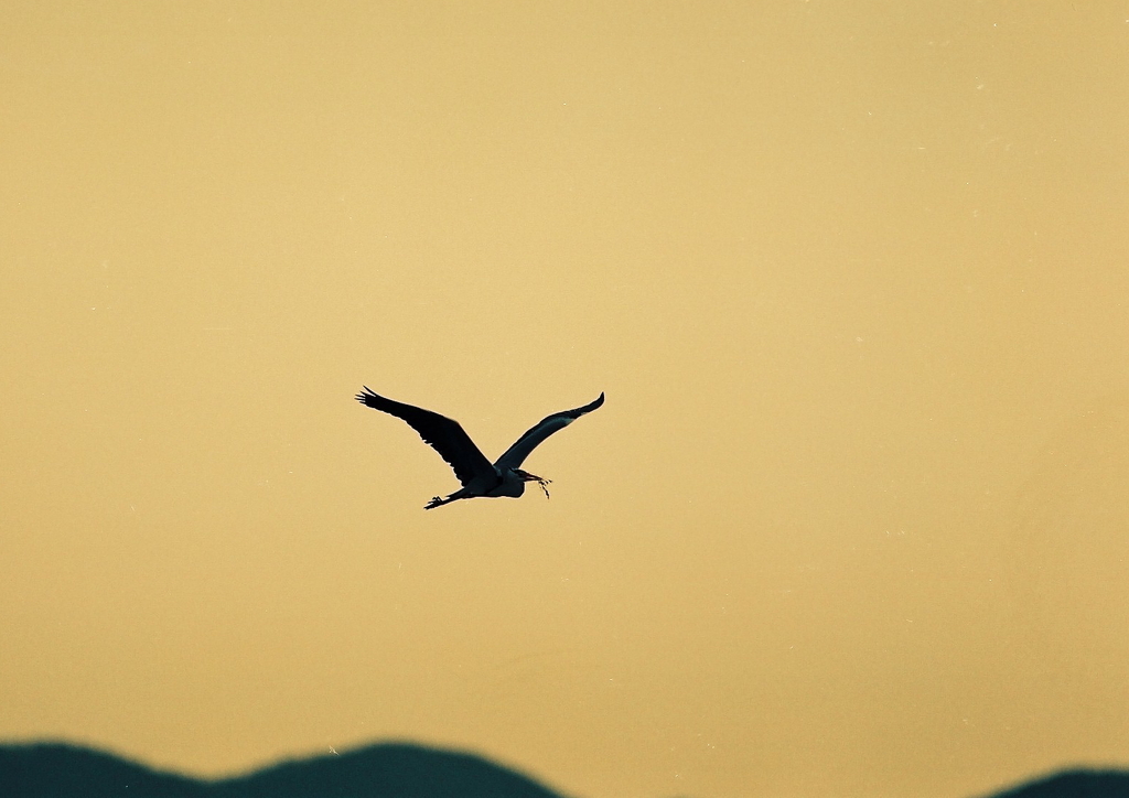 巣材を運ぶアオサギ