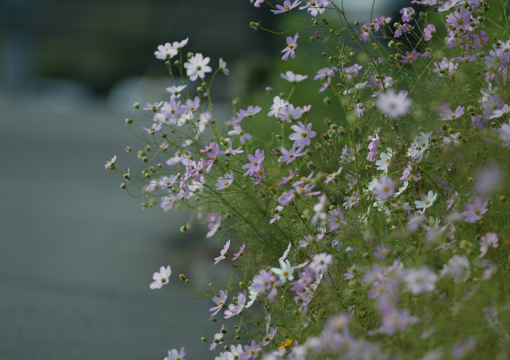 4.秋桜・・・