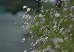 4.秋桜・・・