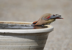 水飲みシーン(^-^)