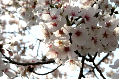 お花見に行きました(^-^)