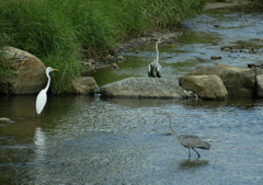 エサの捕り方教えてっ？