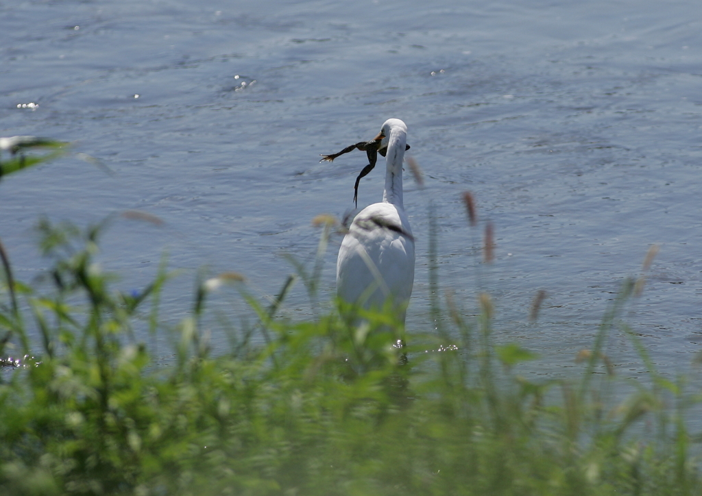 5.捕らえた獲物は・・・⑤